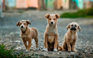 Read more about the article 10 Fascinating facts about dogs