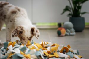 Read more about the article Snuffle mats: Are they worth it?