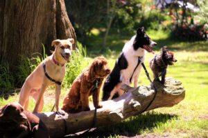 Read more about the article How to choose the right dog for your lifestyle