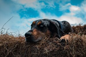 Read more about the article From the Azawakh to the Xoloitzcuintli: 8 Dog breeds you’ve never heard of