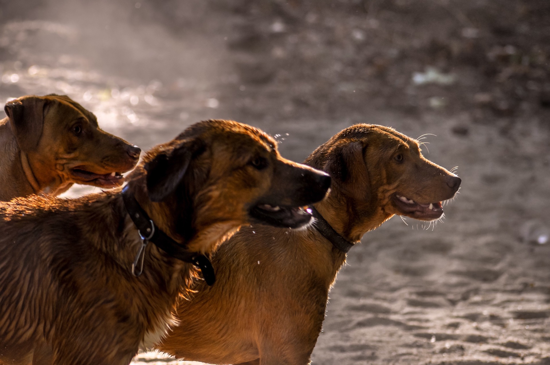 You are currently viewing 10 Dogs that captured our hearts and made history