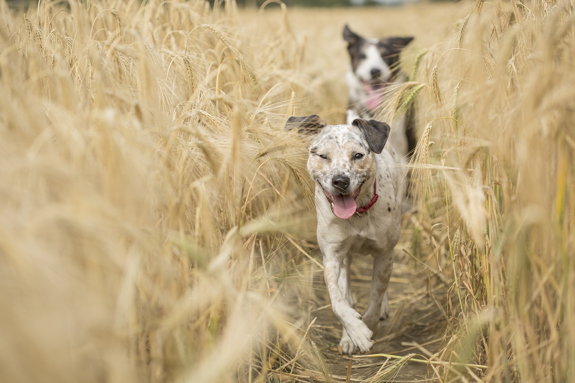 You are currently viewing Canicross: Unleashing the power of bonded running with your canine companion