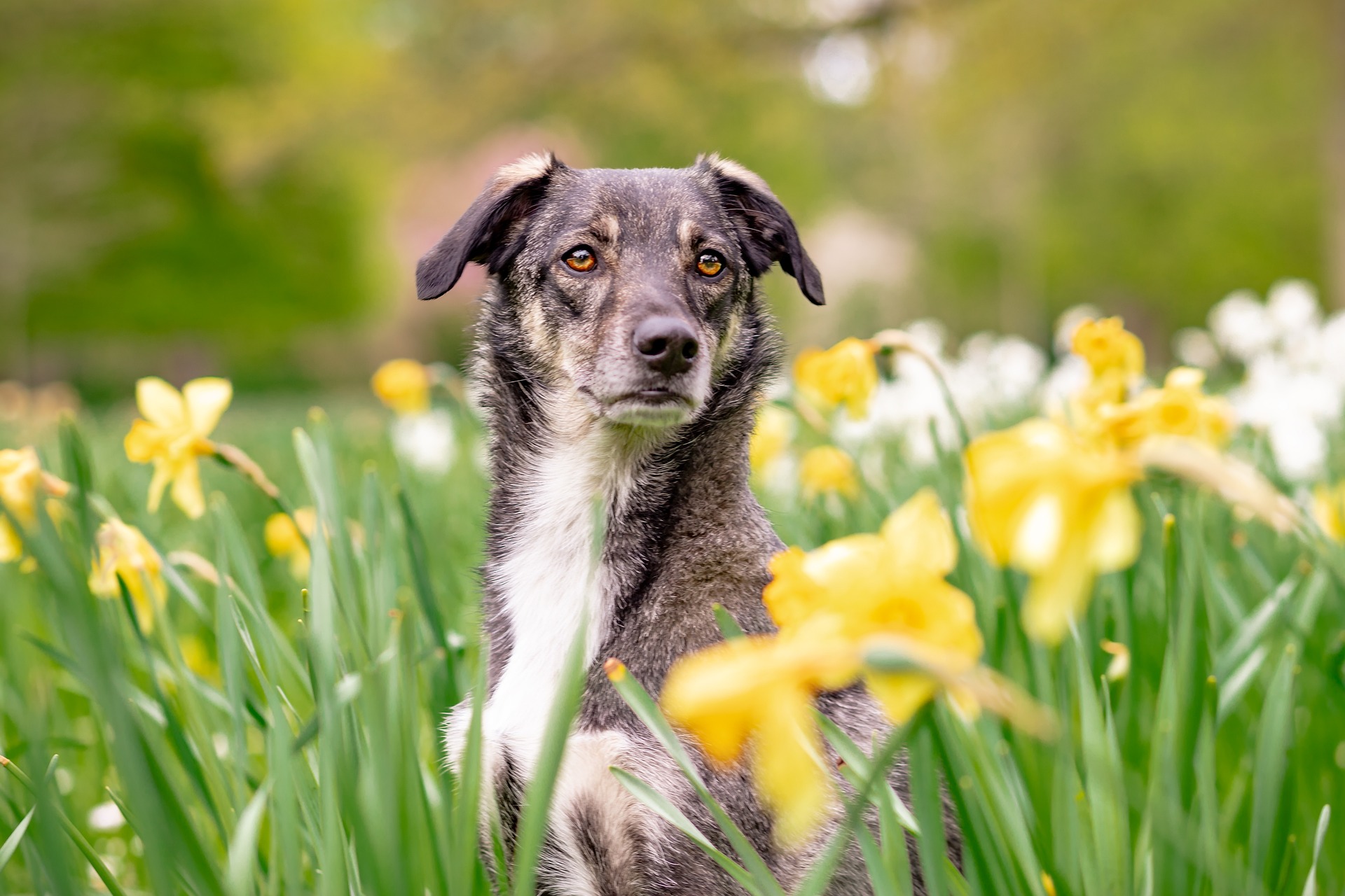 Mixed breed dogs: Exploring the pros and cons of canine diversity - Dog 