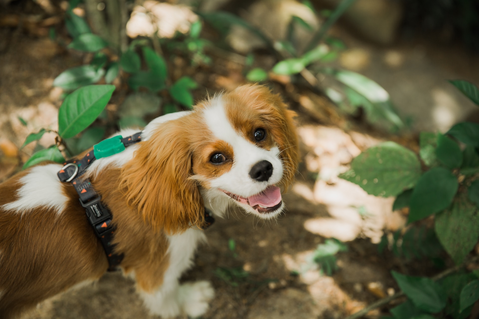 You are currently viewing The dog’s perspective: Understanding the world through your canine companion