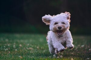 Read more about the article Why you should get a dog: The ultimate companion for a joyful life