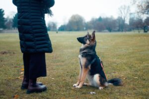 Read more about the article Beginner tips for a happy and well-Behaved Pup