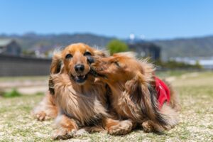 Read more about the article 10 Common Dog Behavior Problems and How to Solve Them