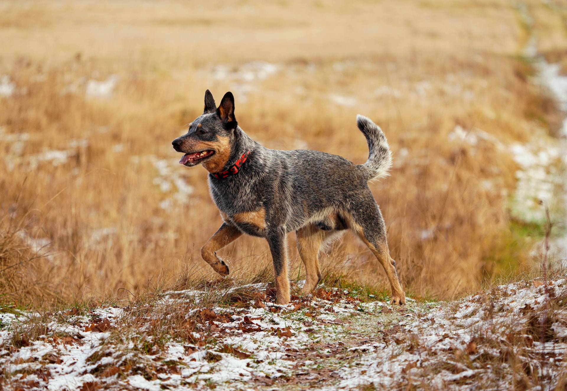 You are currently viewing The benefits of adopting a shelter dog: Stories of rescue and redemption