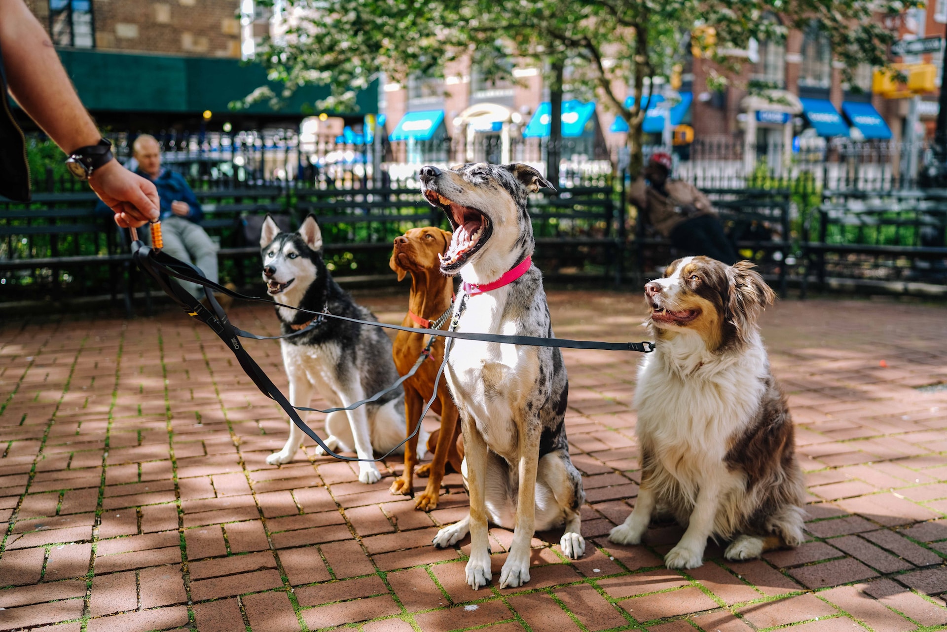 You are currently viewing The 10 best dog breeds for first-time owners