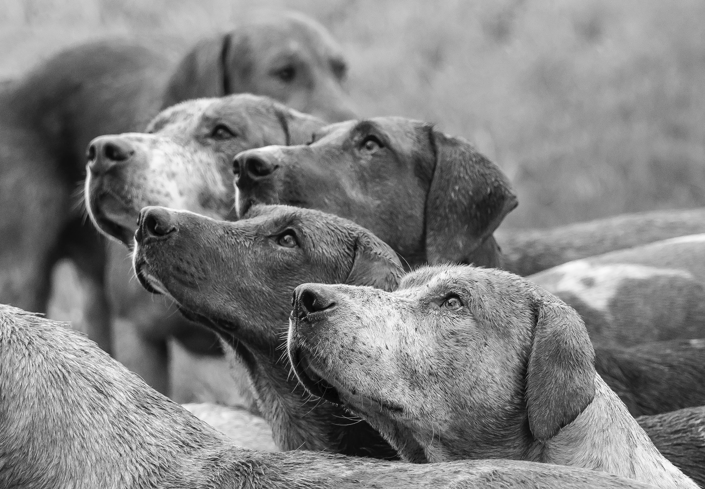 You are currently viewing The incredible world of working dogs