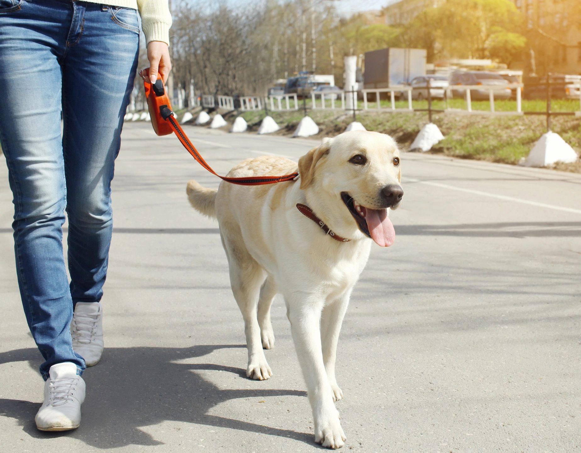 You are currently viewing Pawsitive parenting: Effective strategies for training and bonding with your dog