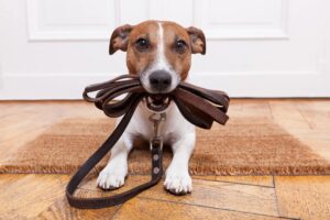 Read more about the article DIY Dog Toys and Treats: Enrich Your Dog’s Life and Save Money!