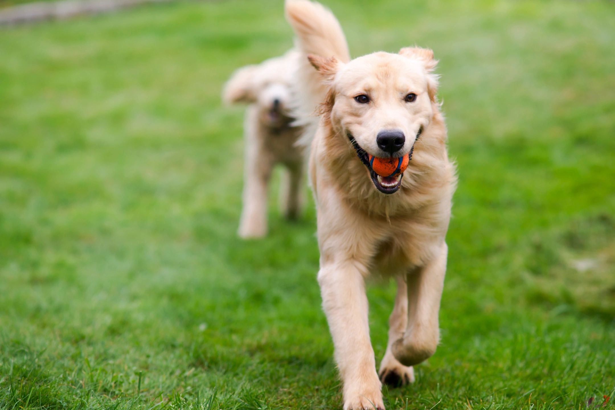 You are currently viewing Breed spotlight: Discovering the unique personalities of different dog breeds