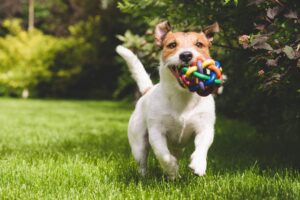 Read more about the article Unleashing happiness: The ultimate guide to keeping your dog joyful