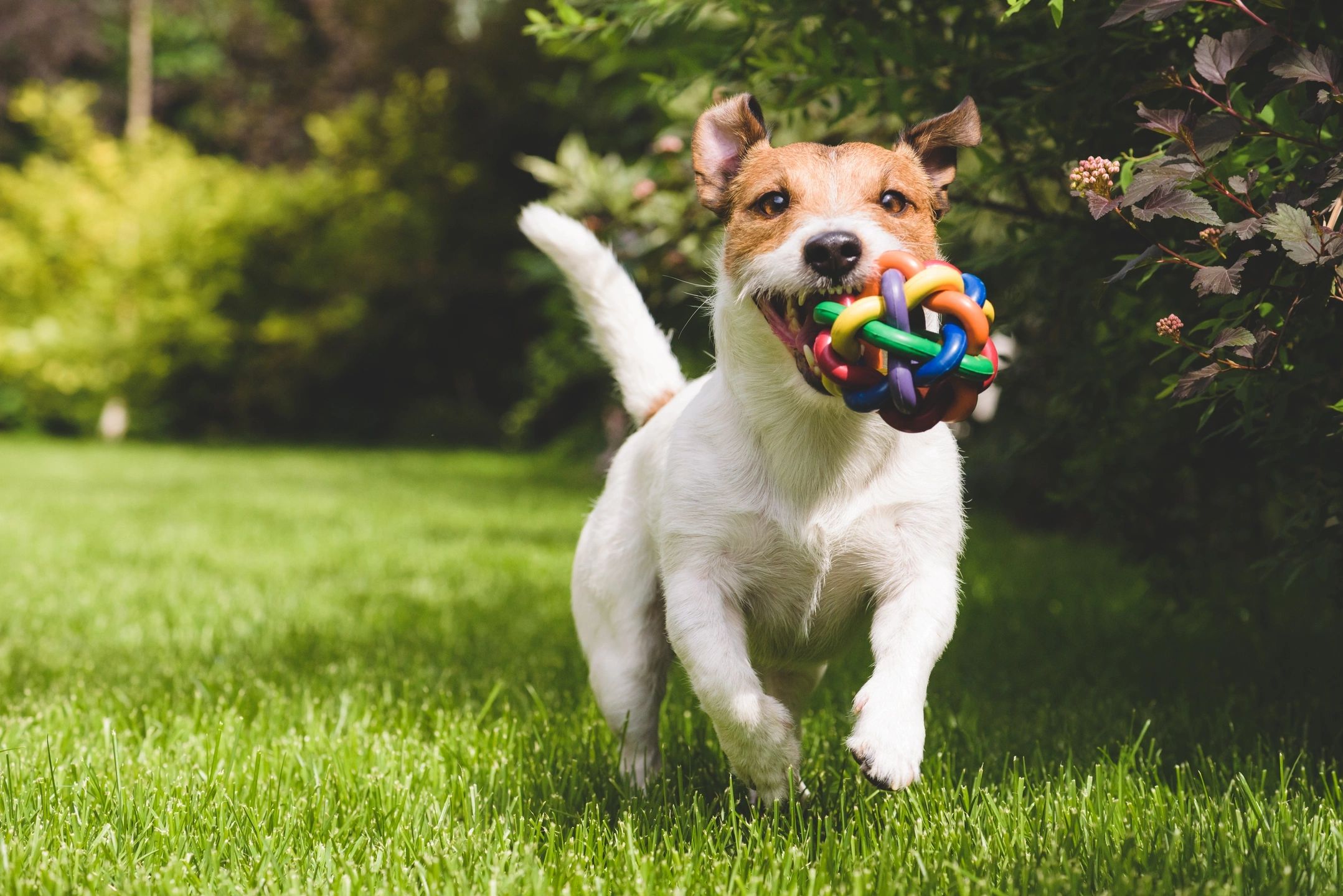 You are currently viewing Unleashing happiness: The ultimate guide to keeping your dog joyful