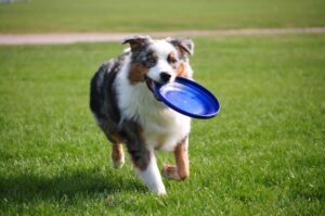 Read more about the article 10 Fun and engaging games to play with your dog