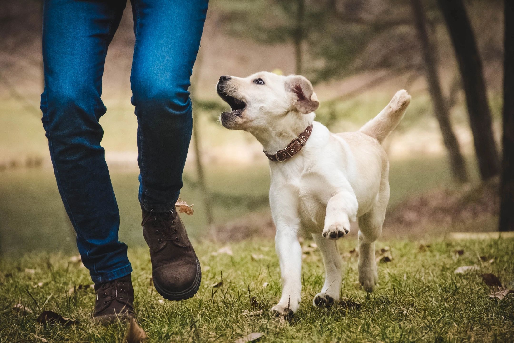 You are currently viewing From tail wags to paw prints: Exploring the unique language of dogs