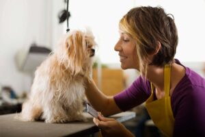 Read more about the article Embarking on the Journey: Preparing to Become a Pet Parent