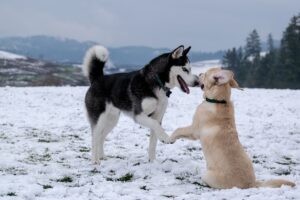 Read more about the article Understanding Your Dog’s Body Language: A Comprehensive Guide