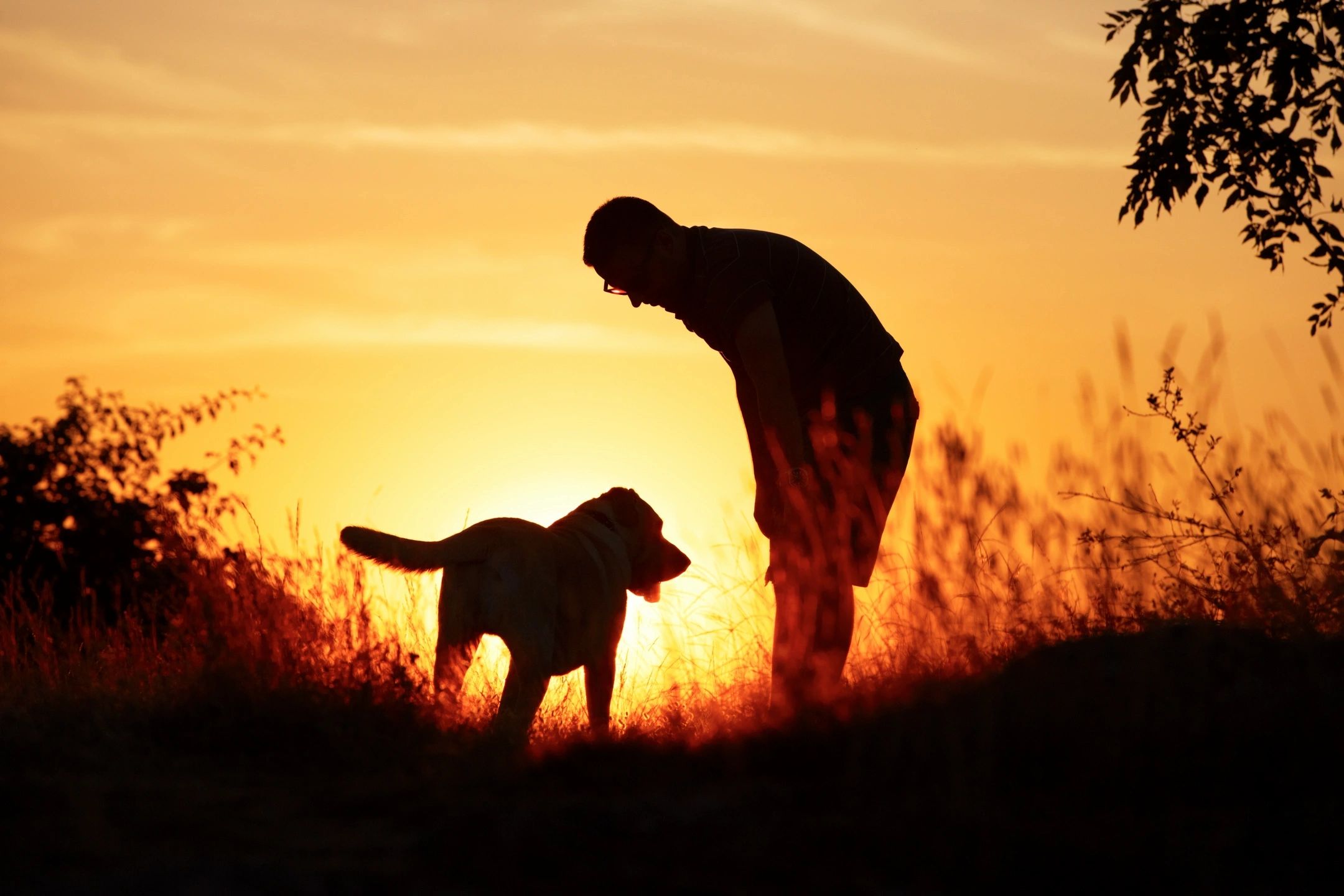 The Therapeutic Power of Dogs